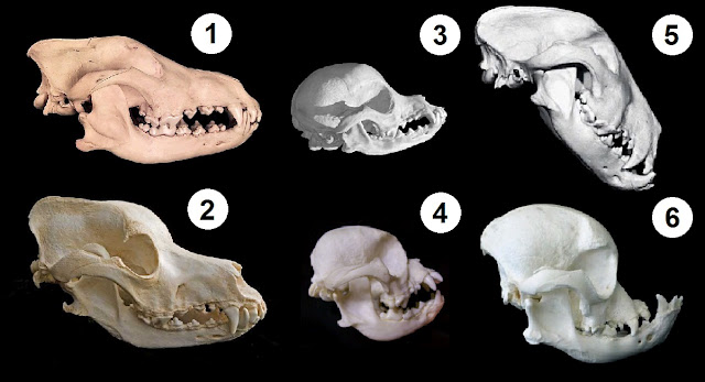 dog skulls